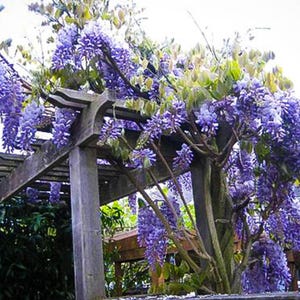 May include: A wooden pergola covered in a vibrant purple wisteria vine. The flowers are in full bloom, creating a beautiful and fragrant display.