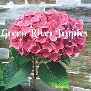 5 Pink Hydrangea Seeds Perennial Garden Shrub Flowers Flower Plants Flower Perennial Flowers Bloom Fresh Seed US SELLER