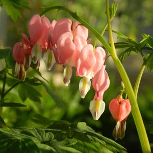 May include: Pink bleeding heart flowers blooming on a green stem with green leaves in the background.
