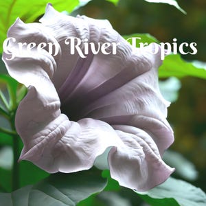 10 Black Angel Trumpet Seeds Flowers Seed Flower Brugmansia Datura Perennial Bloom Seed Garden Butterfly Hummingbird Bees US SELLER