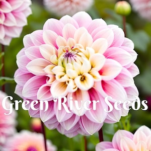 May include: A close-up of a pink and white dahlia flower with a yellow center. The flower is in focus, and the background is blurred. The text "Green River Seeds" is visible at the bottom of the image.