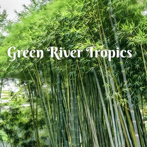 May include: A dense grove of green bamboo stalks, some with a light yellow hue, growing tall and close together. The text "Green River Tropics" is superimposed on the image.