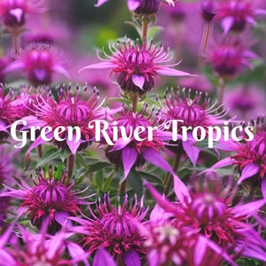 100 Shocking Purple Blast Bee Balm Seeds Flowers Seed Bloom Attracts Butterflies Bees Hummingbird Flower Seeds Fragrant Pollinator US SELLER
