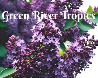 50 Dark Purple Lilac Seeds Tree Fragrant Flowers Perennial Bloom Flowering Seed Cut Plant Flower Hardy Shrub US Seller