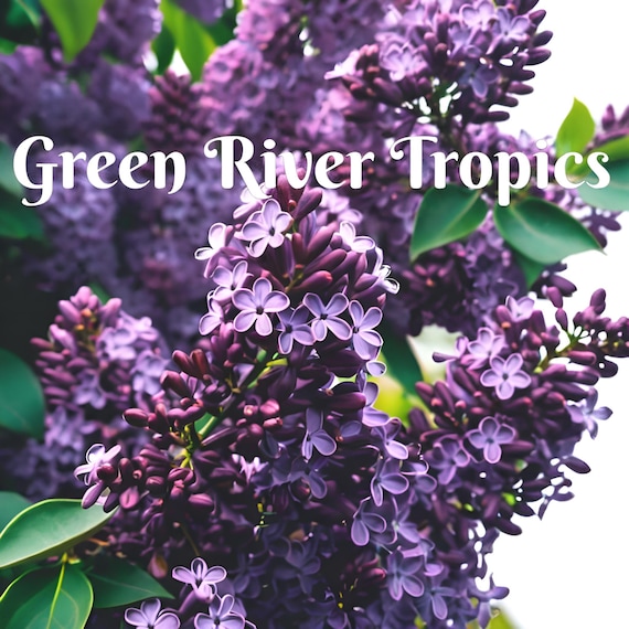 garden seeds for sale Heirloom Vegetable Seeds main image 1