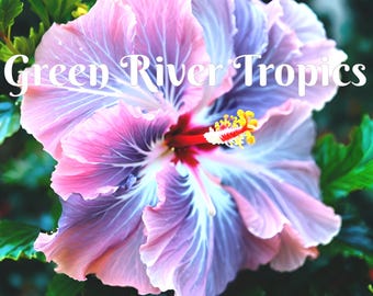 20 Blue Purple Hibiscus Seeds Flower Flowers Seed Perennial Hardy Garden Bloom Tropical Fresh Seeds Shrub Tree US SELLER