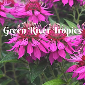 100 Magenta Blast Bee Balm Seeds Flowers Seed Bloom Attracts Butterflies & Bees Hummingbird Flower Seeds Fragrant Pollinators US SELLER