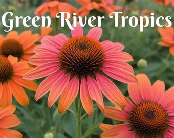 50 Orange Coneflower Seeds Echinacea Perennial Bloom Flower Seed Garden Landscape Butterfly Hummingbird Bees Flowers US SELLER