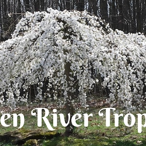 5 Weeping White Cherry Tree Seeds Flowering Japanese Ornamental Garden Seed Flower Perennial Prunus Flowers
