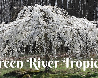 5 Weeping White Cherry Tree Seeds Flowering Japanese Ornamental Garden Seed Flower Perennial Prunus Flowers
