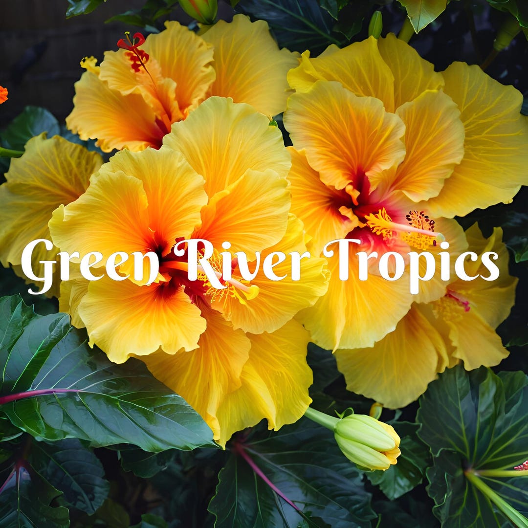 20 Double Yellow Hibiscus Seeds Perennial Flower