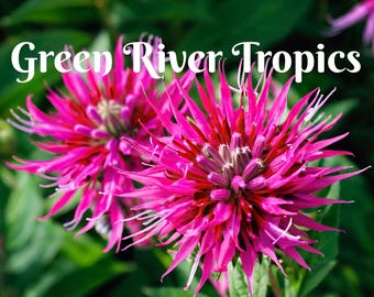 100 Balmy Dwarf Bee Balm Seeds Flowers Seed Bloom Attracts Butterflies & Bees Hummingbird Flower Seeds Fragrant Pollinators US SELLER