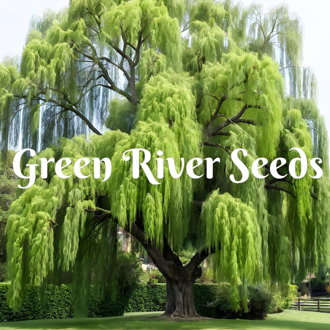 5 Bright Green Willow Seeds Tree Weeping Flower Giant Flowers Seed ...