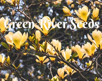 5 Butterfly Magnolia Seeds LILY FLOWER TREE Fragrant Flowers Tulip Giant Seed Perennial Ornamental Garden Flowering