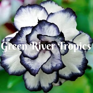 May include: A white flower with dark blue edges. The flower has a ruffled appearance and is in full bloom. The text "Green River Tropics" is visible in the image.