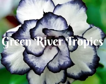 4 Black White Pink Desert Rose Seeds Plants Flower Perennial Flowers Bloom Fresh Seed Adenium Obesum Tropical Exotic Succulent US SELLER