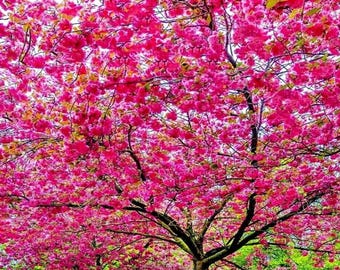 5 Bright Pink Flowering Cherry Tree Seeds Flowering Japanese Ornamental Garden Seed Flower Perennial Prunus Flowers