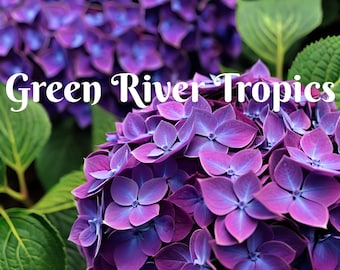5 Purple Blue Hydrangea Seeds Perennial Garden Shrub Flowers Flower Plants Flower Perennial Flowers Bloom Fresh Seed US SELLER