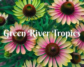 50 Green Twister Coneflower Seeds Echinacea Perennial Bloom Flower Seed Garden Landscape Butterfly Hummingbird Bees Flowers US SELLER