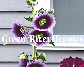 50 Purple White Hollyhock seeds perennial flower seed flowers butterfly hummingbird bees Flowers Heirloom Garden Patio US SELLER