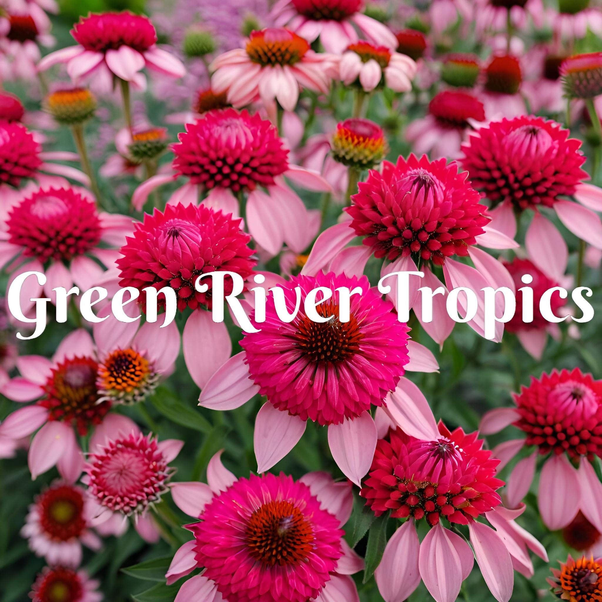 50 Bubble Gum Coneflower Seeds Echinacea Perennial Bloom Flower Seed Garden Landscape Butterfly Hummingbird Bees Flowers US SELLER