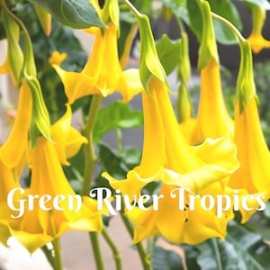 10 Yellow Angel Trumpet Seeds Flowers Seed Flower Brugmansia Datura Perennial Bloom Seed Garden Butterfly Hummingbird US SELLER