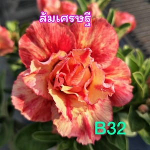 May include: A close-up of a red and yellow flower with the text "B32" in the bottom right corner. The flower has a ruffled appearance and is in full bloom.