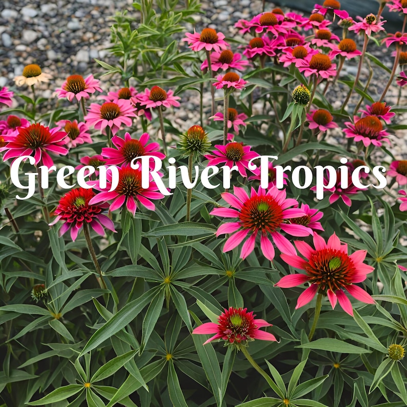 Green River Fatal Attraction Coneflower Seeds - Thumbnail 3