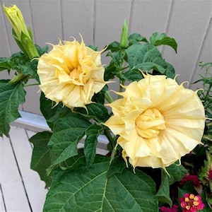 10 Ballerina Yellow Angel Trumpet Seeds Flowers Seed Flower Brugmansia Datura Perennial Bloom Seed Garden Butterfly Hummingbird US SELLER