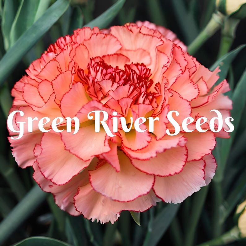 Green River Super Trooper Carnation Seeds