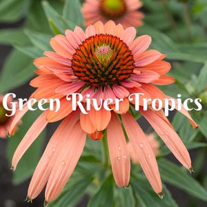 May include: A close-up of a vibrant orange coneflower with a prominent, dark red center. The flower is in full bloom and has a delicate, slightly ruffled appearance. The text "Green River Tropics" is visible below the flower.