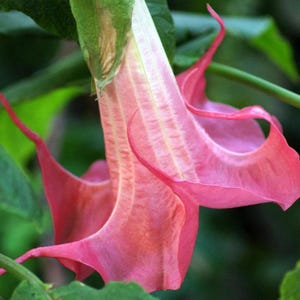 10 Bubble Gum Angel Trumpet Seeds Flowers Seed Flower Brugmansia Datura Perennial Bloom Seed Garden Butterfly Hummingbird US SELLER