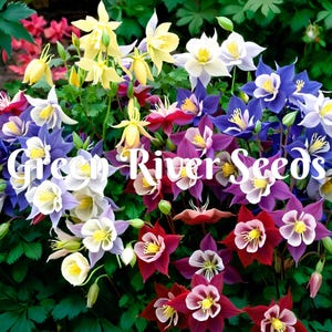 50 Aquilegia Columbine Seeds Flower Perennial Flowers Seed Bloom Pollinator Butterfly Bee Hummingbird Hardy US SELLER