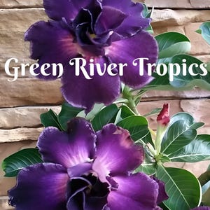 4 Purple Desert Rose Seeds Plants Flower Perennial Flowers Bloom Fresh Seed Adenium Obesum Tropical Exotic Bonsai Succulent US SELLER