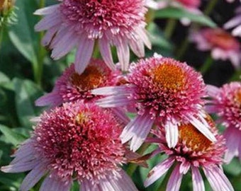 50 Butterfly Kisses Coneflower Seeds Echinacea Perennial Bloom Flower Seed Garden Landscape Butterfly Hummingbird Bees Flowers US SELLER