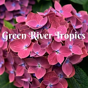 5 Pink Blue Hydrangea Seeds Perennial Garden Shrub Flowers Flower Plants Flower Perennial Flowers Bloom Fresh Seed US SELLER