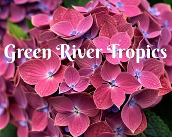5 Pink Blue Hydrangea Seeds Perennial Garden Shrub Flowers Flower Plants Flower Perennial Flowers Bloom Fresh Seed US SELLER