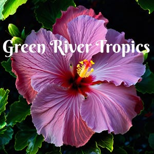 20 Dark Purple Pink Hibiscus Seeds Flower Flowers Seed Perennial Hardy Garden Bloom Tropical Fresh Seeds Shrub Tree US SELLER
