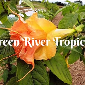 10 Tsunami Angel Trumpet Seeds Flowers Seed Flower Brugmansia Datura Perennial Bloom Seed Garden Butterfly Hummingbird Bees US SELLER
