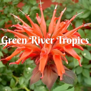 May include: A close-up of a vibrant orange flower with the text "Green River Tropics" superimposed on the image.