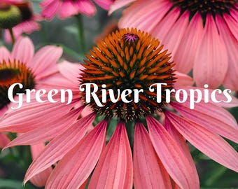 50 Coral Craze Coneflower Seeds Echinacea Perennial Bloom Flower Seed Garden Landscape Butterfly Hummingbird Bees Flowers US SELLER