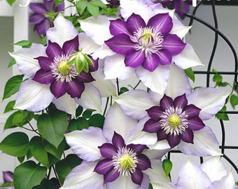 25 White Purple Clematis Seeds Climbing Perennial Plumeria Seed Flowers Bloom Flower Vine Trellis US SELLER