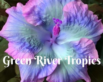 20 Blue Pink Purple Hibiscus Seeds Flower Flowers Seed Perennial Hardy Garden Bloom Tropical Fresh Seeds Shrub Tree US SELLER