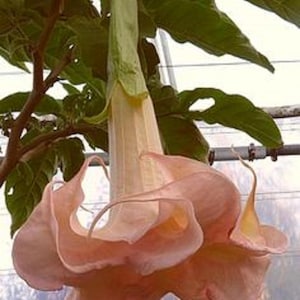 10 Cantaloupe Angel Trumpet Seeds Flowers Seed Flower Brugmansia Datura Perennial Bloom Seed Garden Butterfly Hummingbird US SELLER