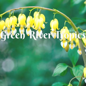 May include: A close-up of a branch of yellow bleeding heart flowers with white centers. The flowers are hanging down and the branch is curved. The background is a blurry green.