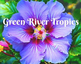 20 Blue Purple Hibiscus Seeds Flower Flowers Seed Perennial Hardy Garden Bloom Tropical Fresh Seeds Shrub Tree US SELLER