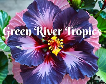 20 Blue Pink Purple Hibiscus Seeds Flower Flowers Seed Perennial Hardy Garden Bloom Tropical Fresh Seeds Shrub Tree US SELLER