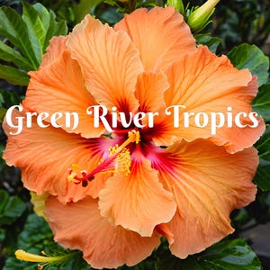20 Double Yellow Orange Hibiscus Seeds Flower Flowers Seed Perennial Hardy Garden Bloom Tropical Fresh Seeds Shrub Tree US SELLER