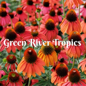 May include: A close-up of a variety of orange, red, and yellow coneflowers in bloom. The flowers are in a garden setting with green leaves and stems. The text "Green River Tropics" is superimposed on the image.