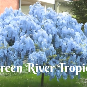 Blue Chinese Wisteria Tree - Etsy